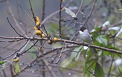 Ashy Bulbul